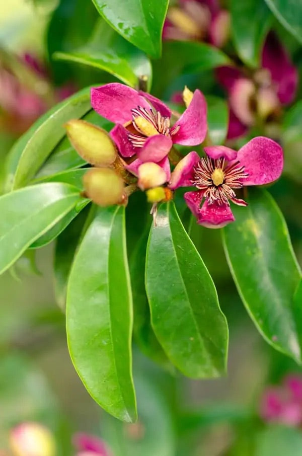 Stellar Ruby Magnolia Tree