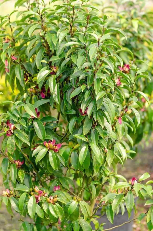 Stellar Ruby Magnolia Tree