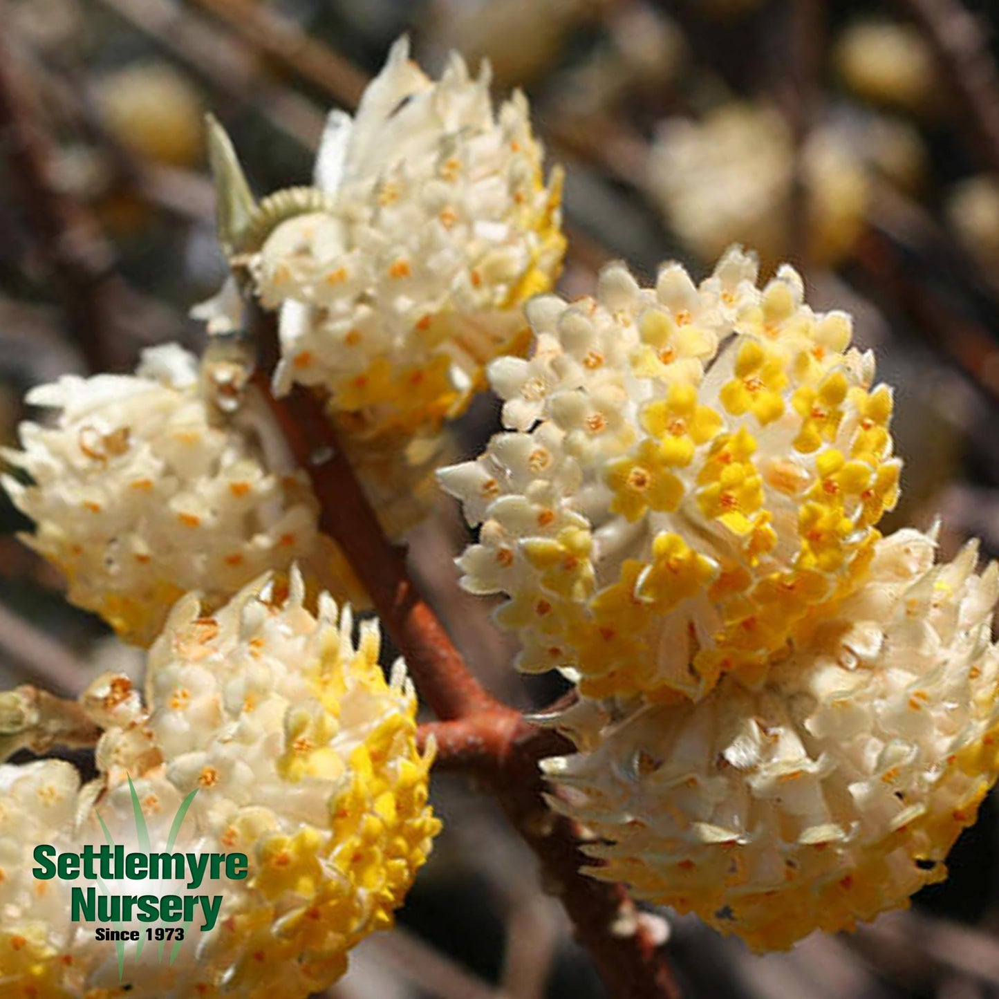 Edgeworthia Paperbush 7G