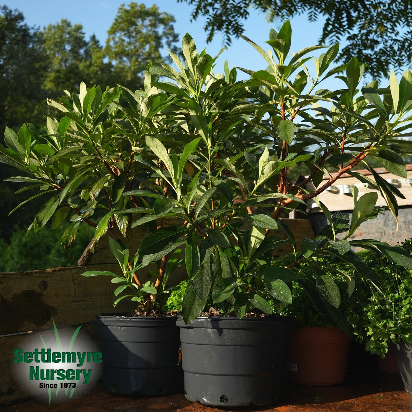 Edgeworthia Paperbush 7G