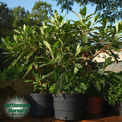 Edgeworthia Paperbush 7G
