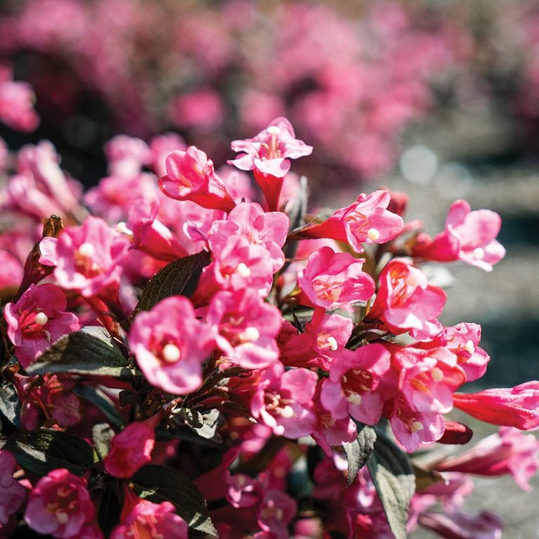 Weigela Stunner