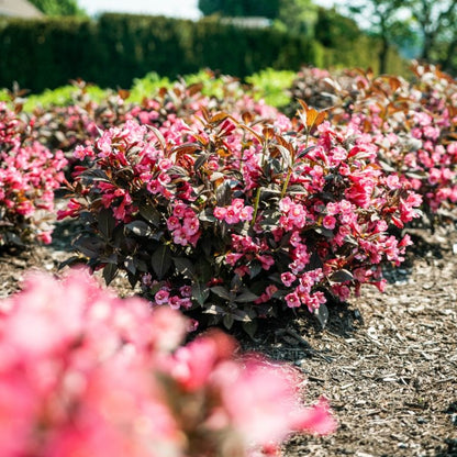 Weigela Stunner