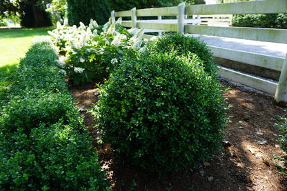 Boxwood Independance