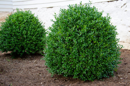 Boxwood Independance