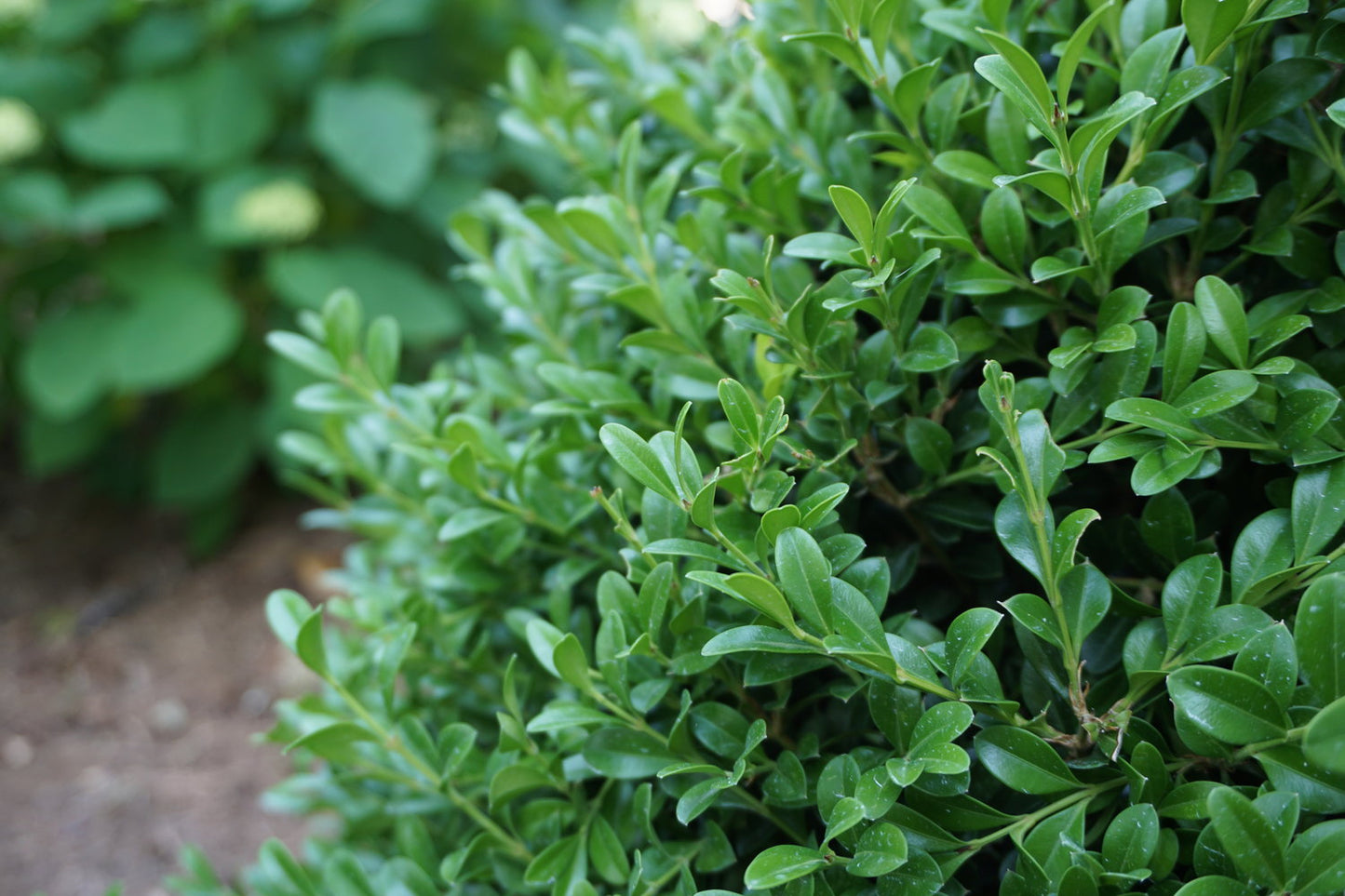 Boxwood Independance