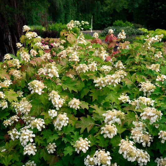 Toy Soldier Oakleaf Hydrangea