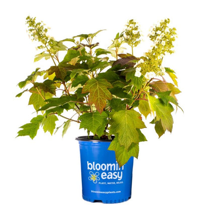 Toy Soldier Oakleaf Hydrangea