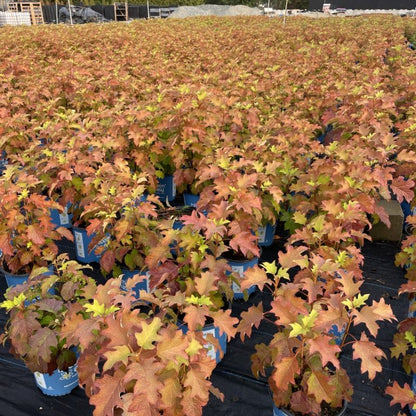 Toy Soldier Oakleaf Hydrangea