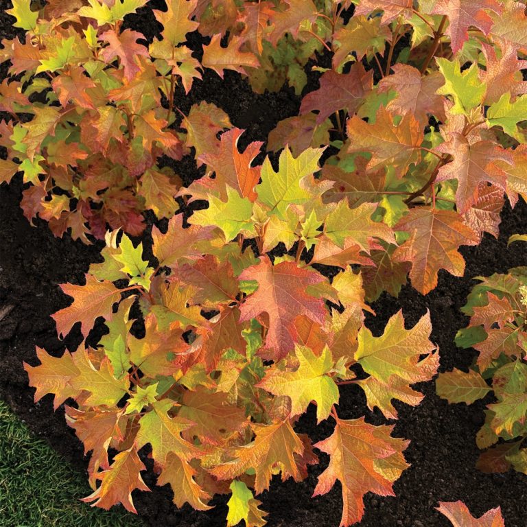 Toy Soldier Oakleaf Hydrangea