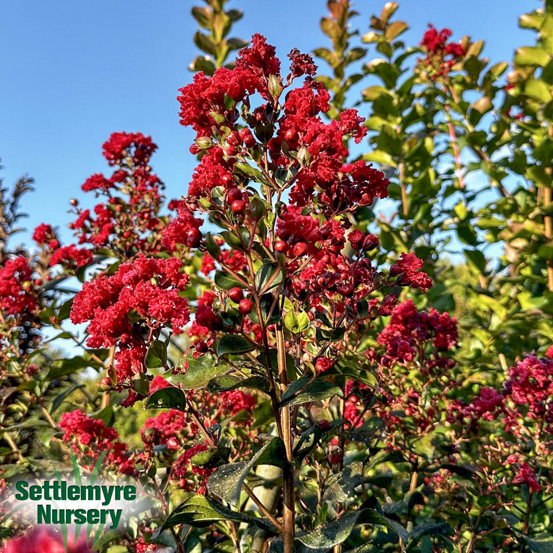 Crepe Myrtle Scarlet Red