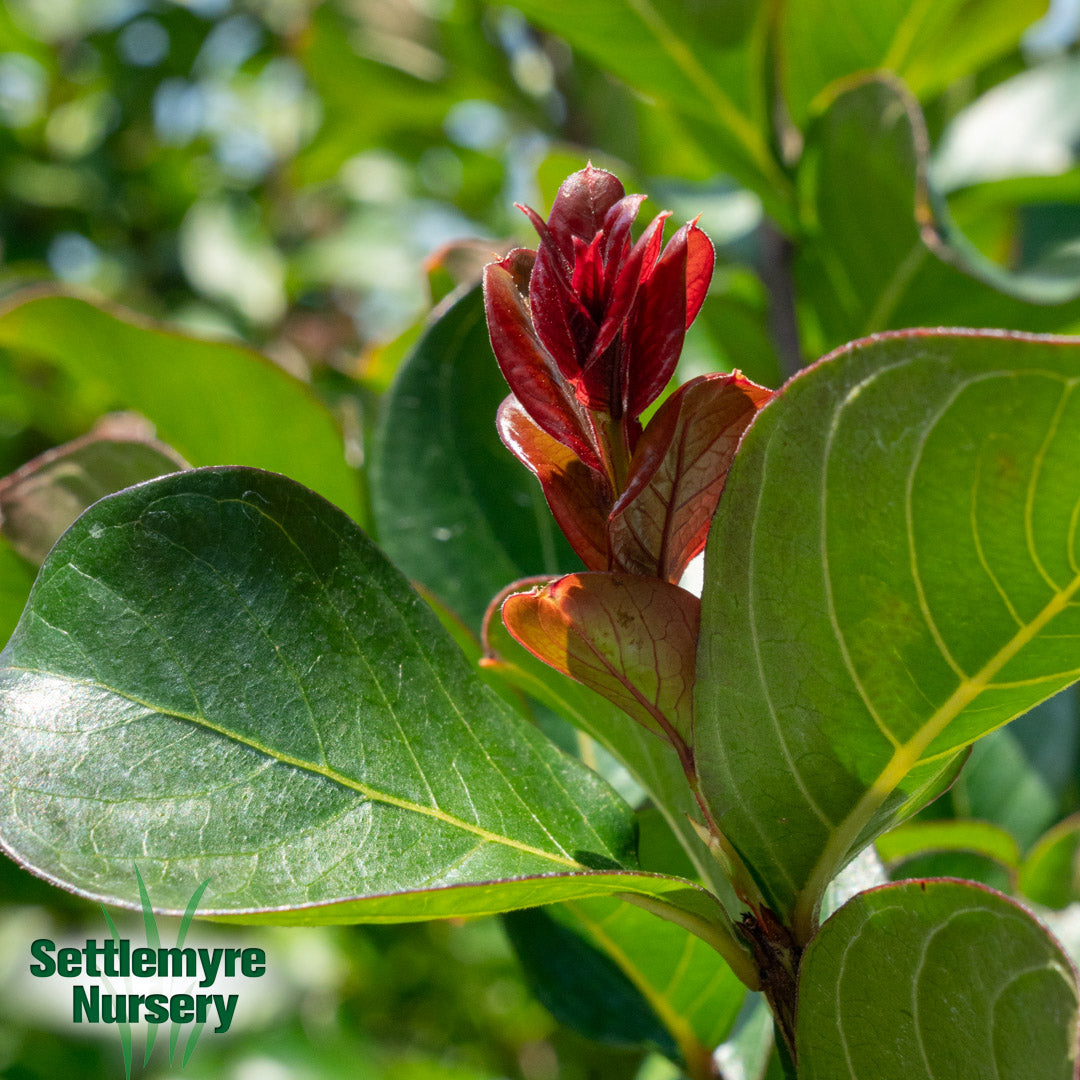 Crepe Myrtle Scarlet Red