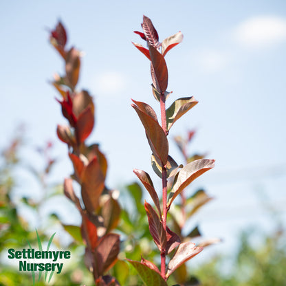 Crepe Myrtle Scarlet Red