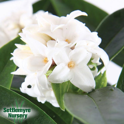 Daphne Perfume Princess White 3G