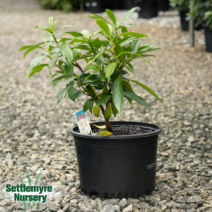 Daphne Perfume Princess White 3G