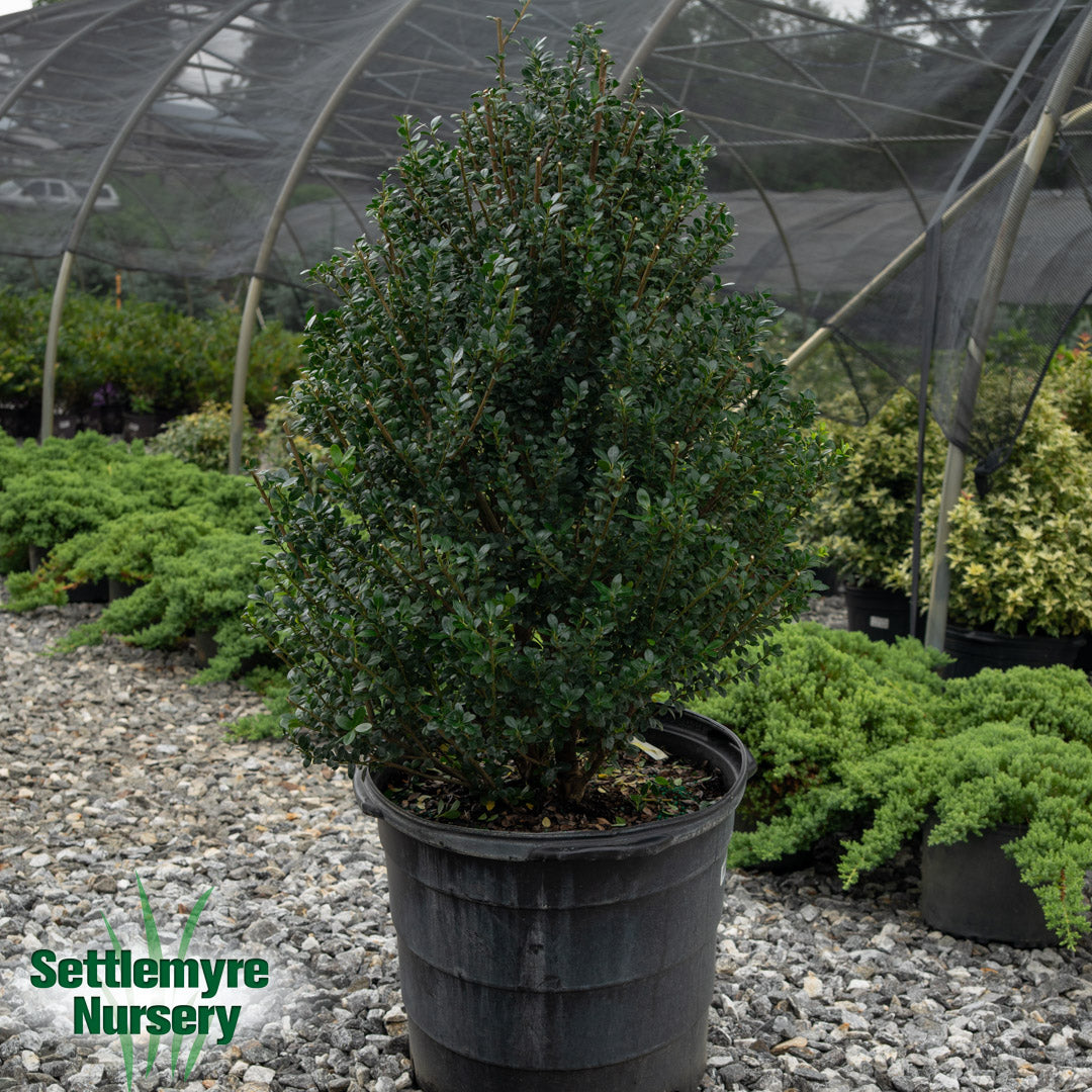 Steeds Holly | Evergreen Shrubs | Plant Nursery – Settlemyre Nursery