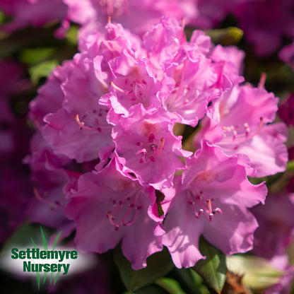 Rhododendron Roseum Elegans Purple 6G