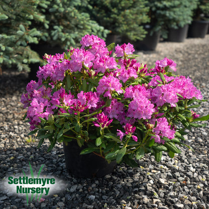 Rhododendron Roseum Elegans Purple 6G