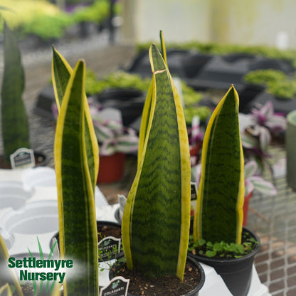 Snake Plant Whale Tail 4