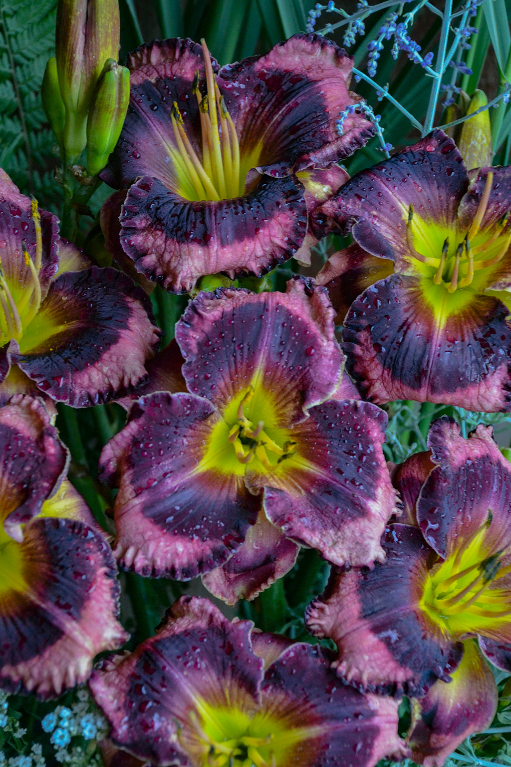 Daylily Storm Shelter 1g