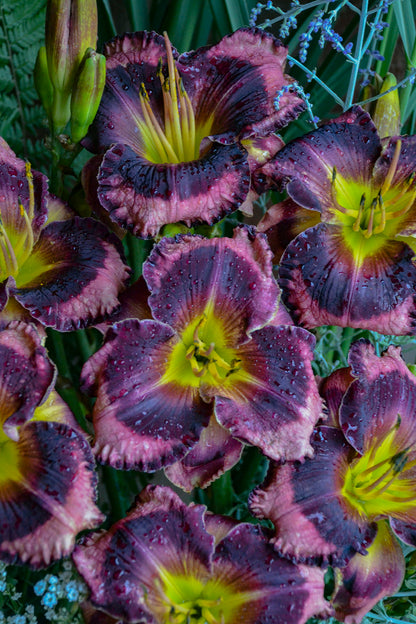 Daylily Storm Shelter 1g