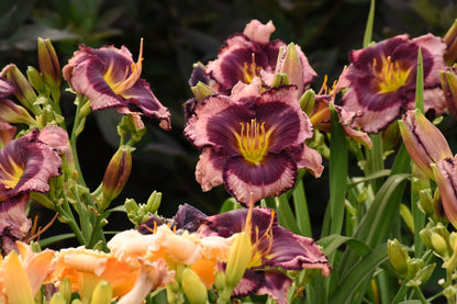 Daylily Storm Shelter 1g