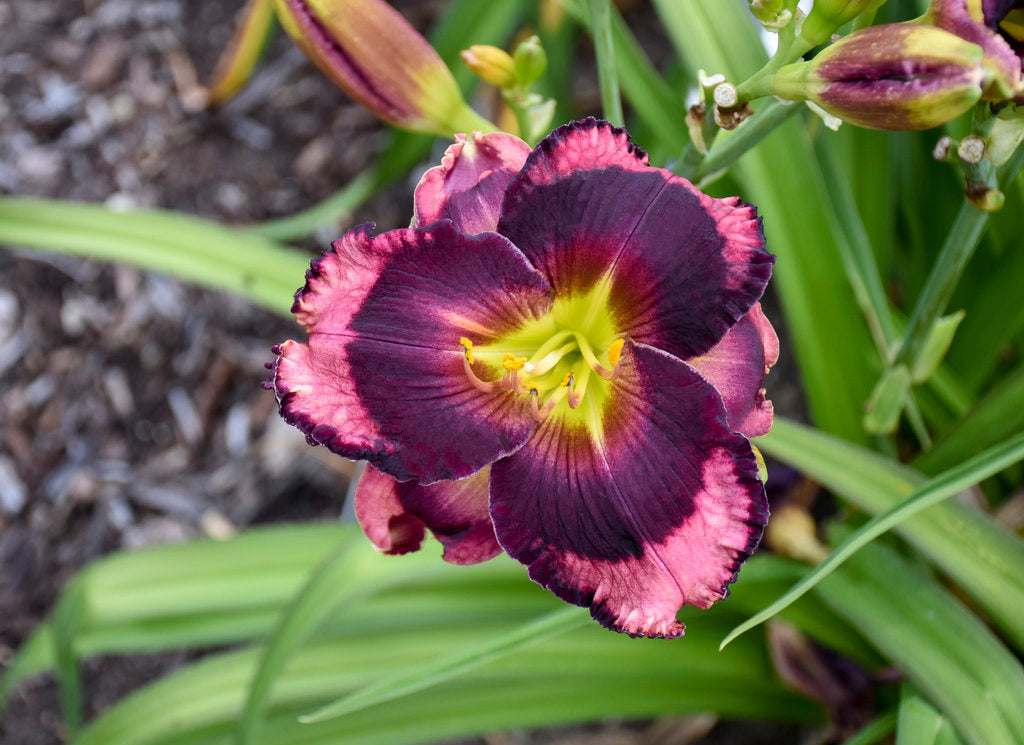 Daylily Storm Shelter 1g