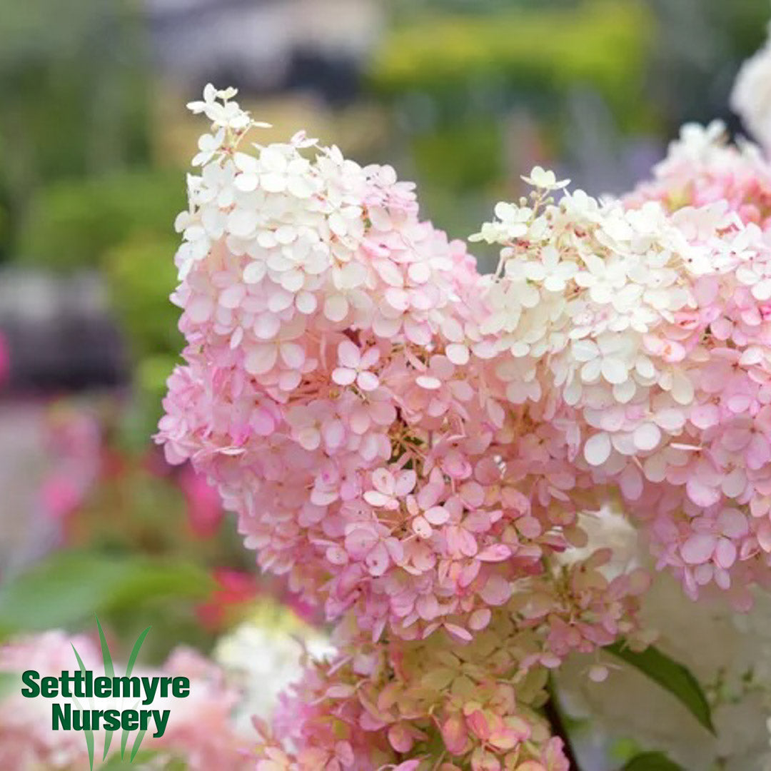 Hydrangea Strawberry Sundae 7 gallon