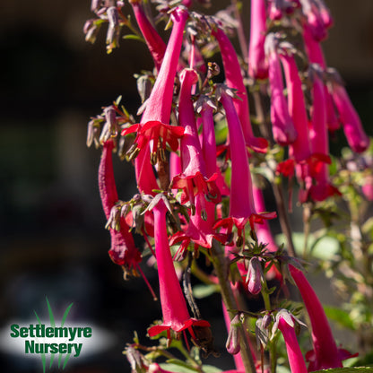 Cape Fuchsia 1 Gallon