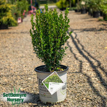 Boxwood Sprinter