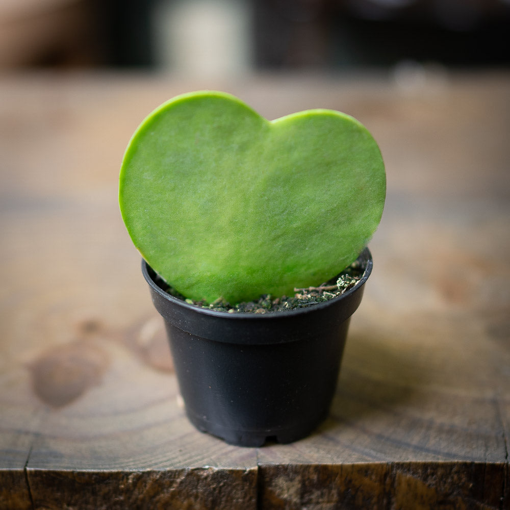 Hoya Heart Green