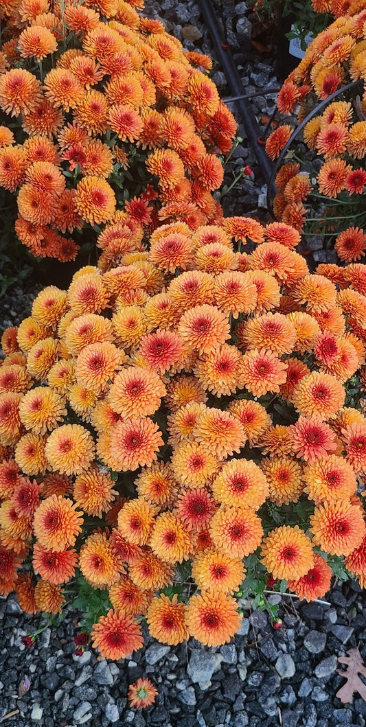 Multiple colors of Mums for Sale