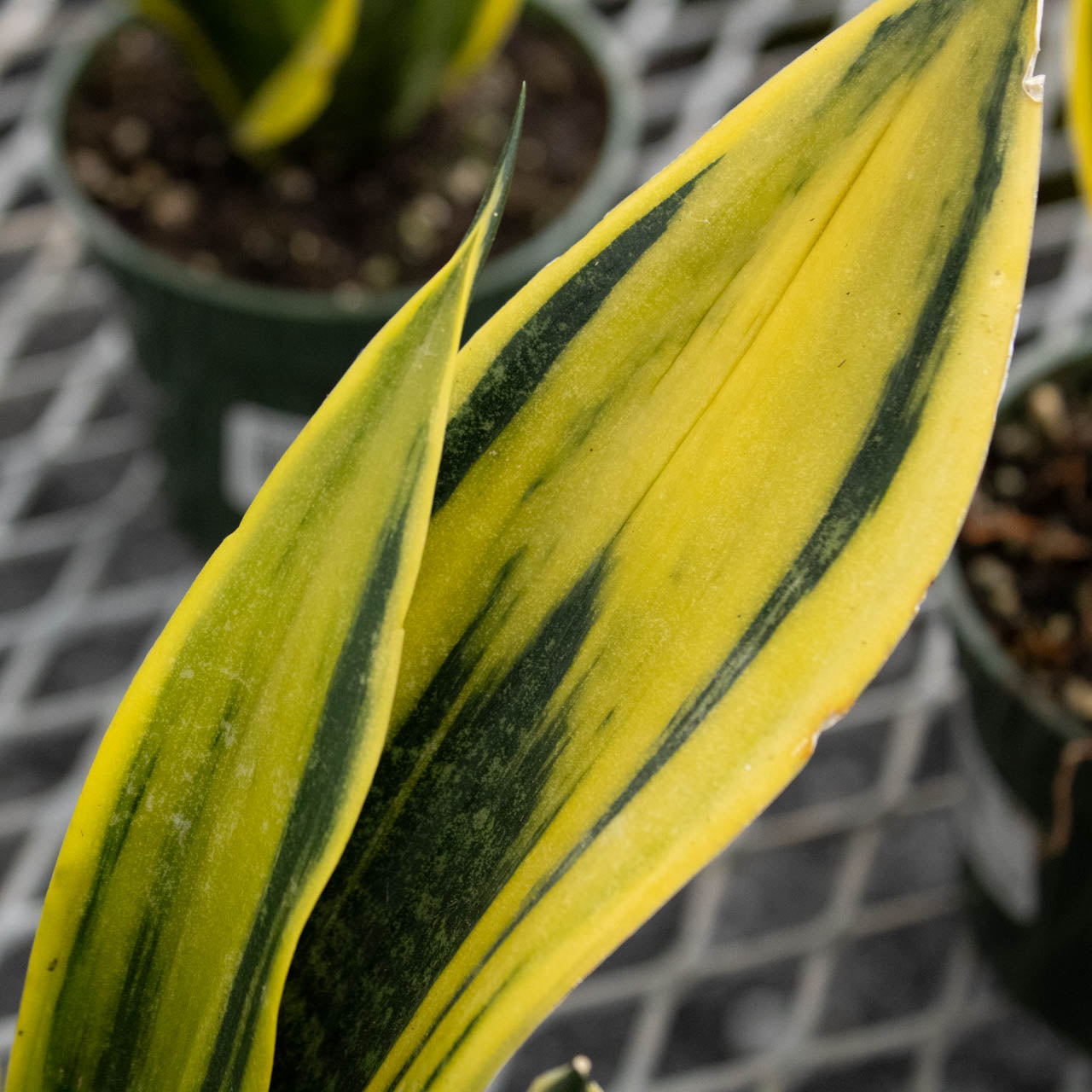 Snake Plant Golden Flame