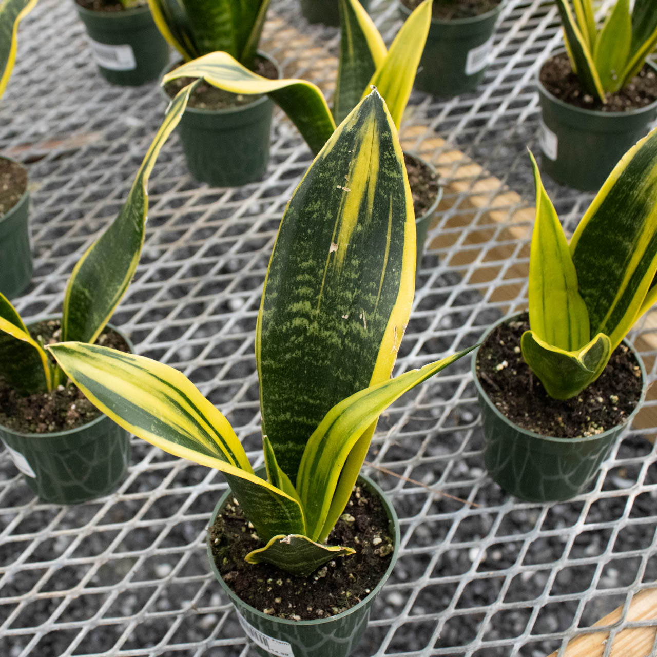 Snake Plant Golden Flame