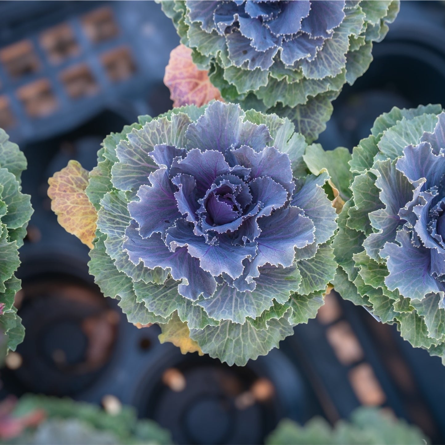 4.5" Kale/Cabbage