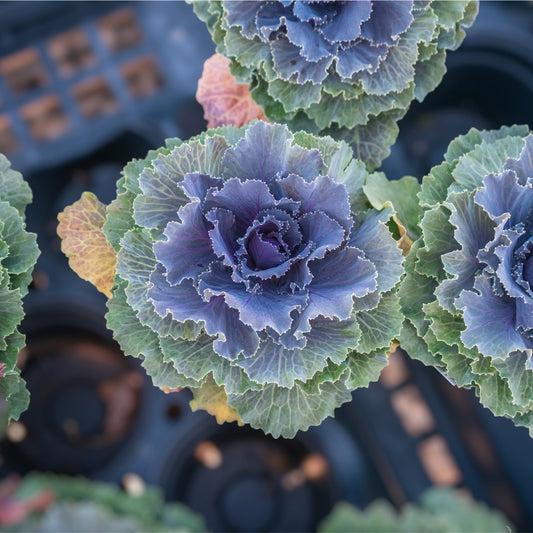 4.5" Kale/Cabbage