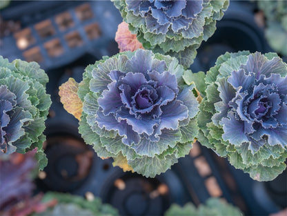 4.5" Kale/Cabbage