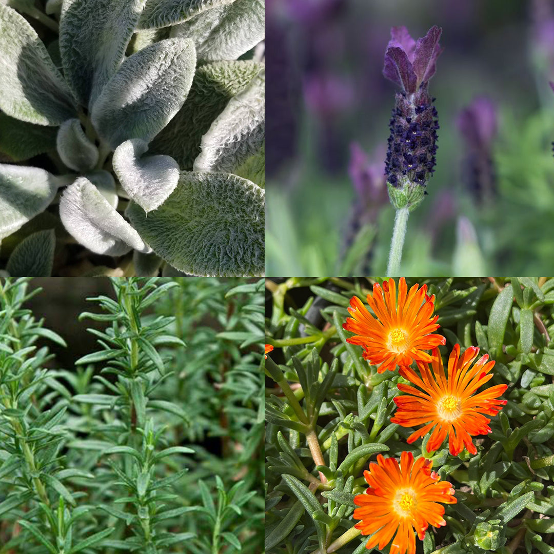 Beautiful perennial flowers at Settlemyre Nursery