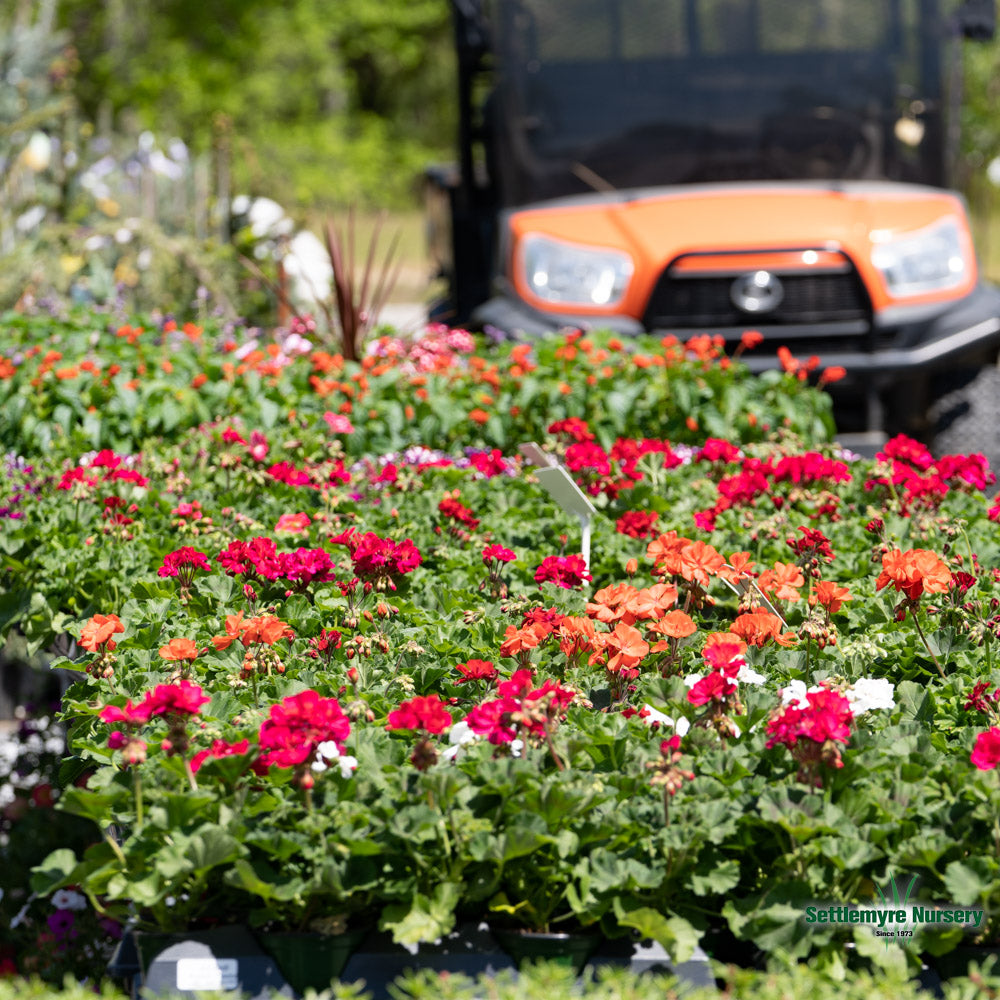 Assorted Annuals in 4.5" Cup