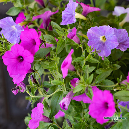 Assorted Annuals in 4.5" Cup