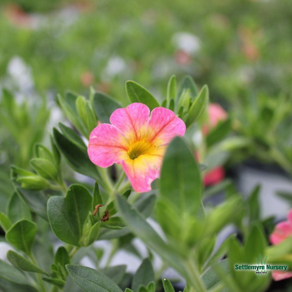 Assorted Annuals in 4.5" Cup