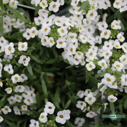 Assorted Annuals in 4.5" Cup