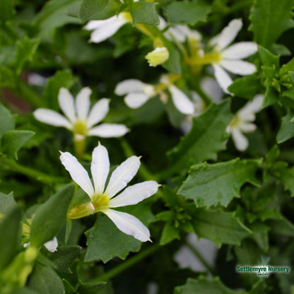 Assorted Annuals in 4.5" Cup