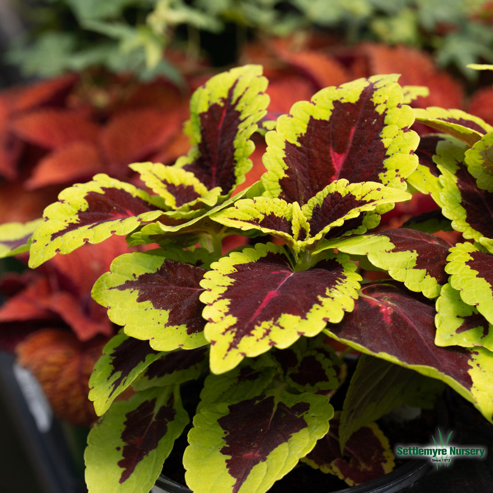 Assorted Annuals in 4.5" Cup