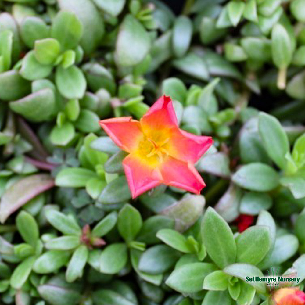 Assorted Annuals in 4.5" Cup