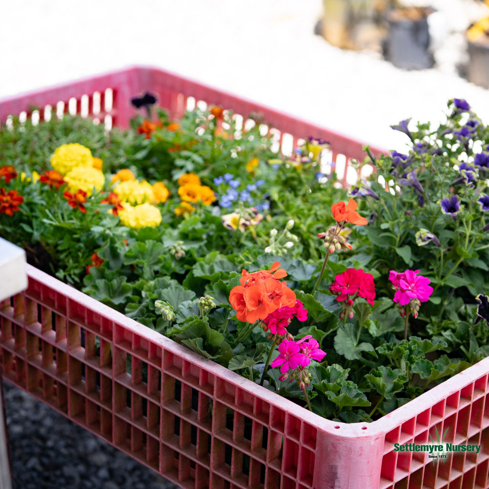 Assorted Annuals in 4.5" Cup