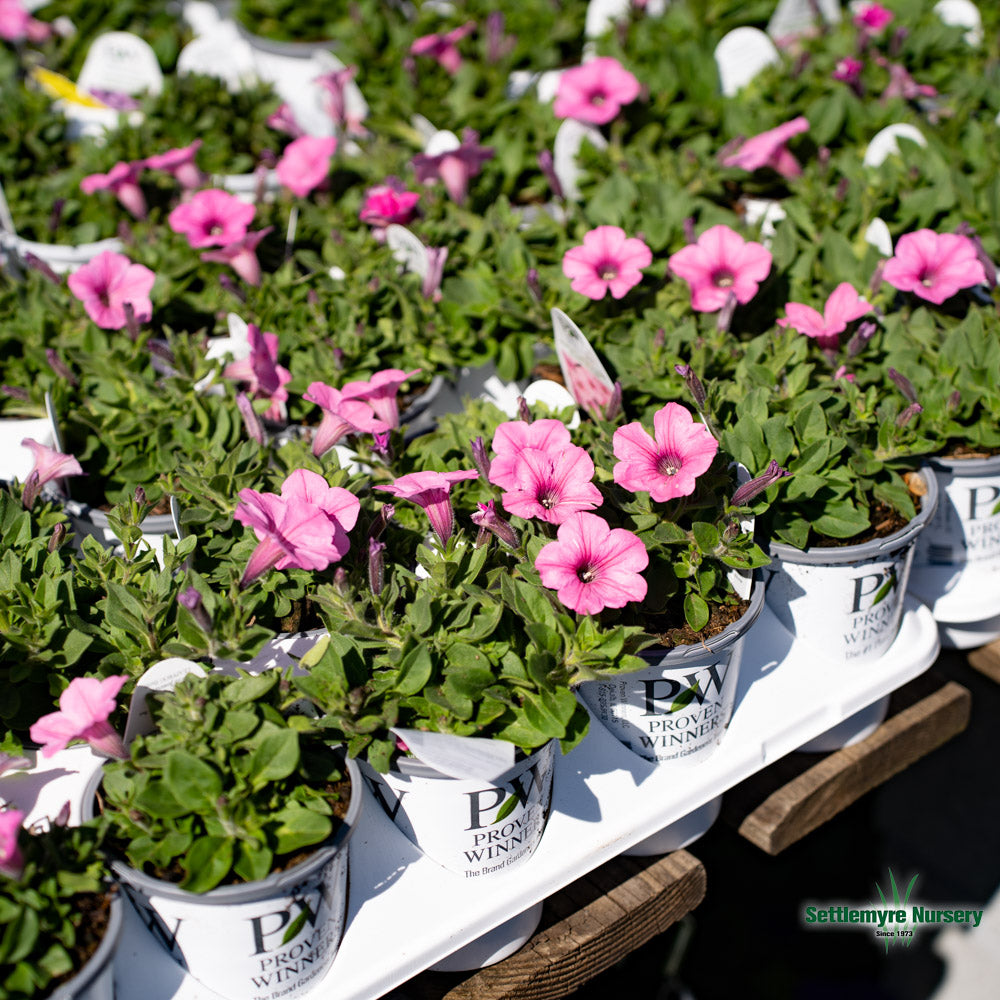 Assorted Annuals in 4.5" Cup