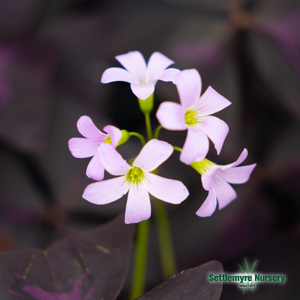 Oxalis Red 4"