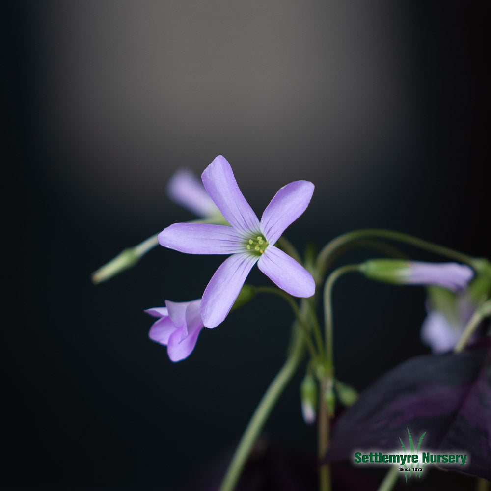 Oxalis Red 4"