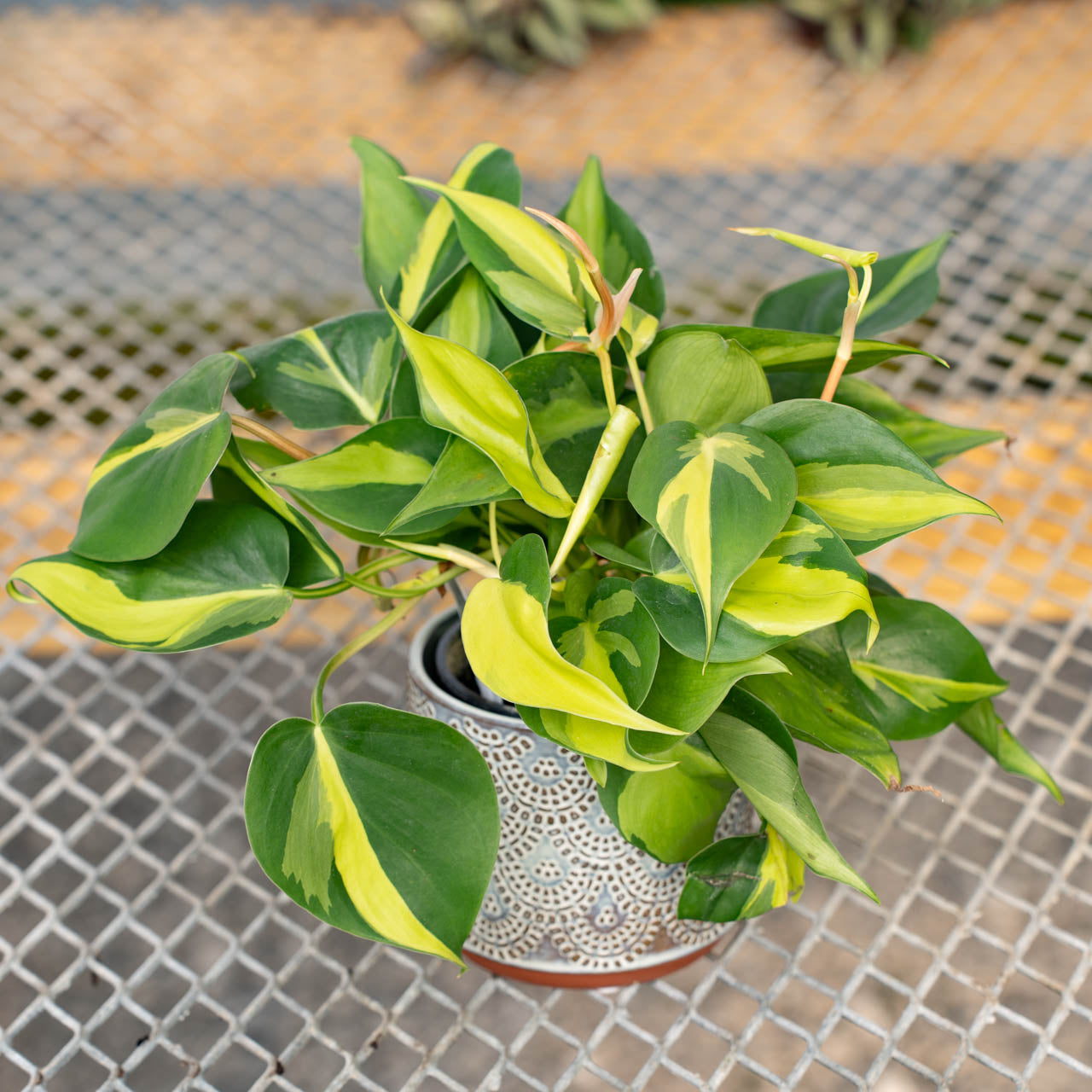 Philodendron Brazil